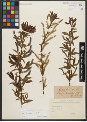 Foto von Salix triandra subsp. triandra L.